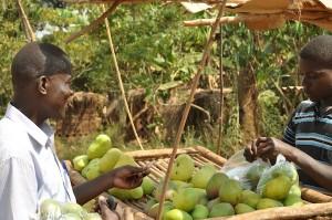 Mango Madness in Uganda – The Just Like My Child Team shares their recent experience!